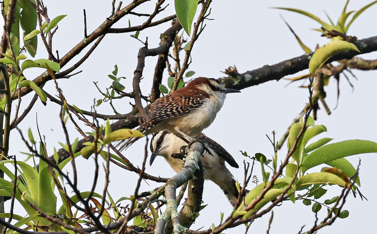 Rufous-backed Wren - ML645717175