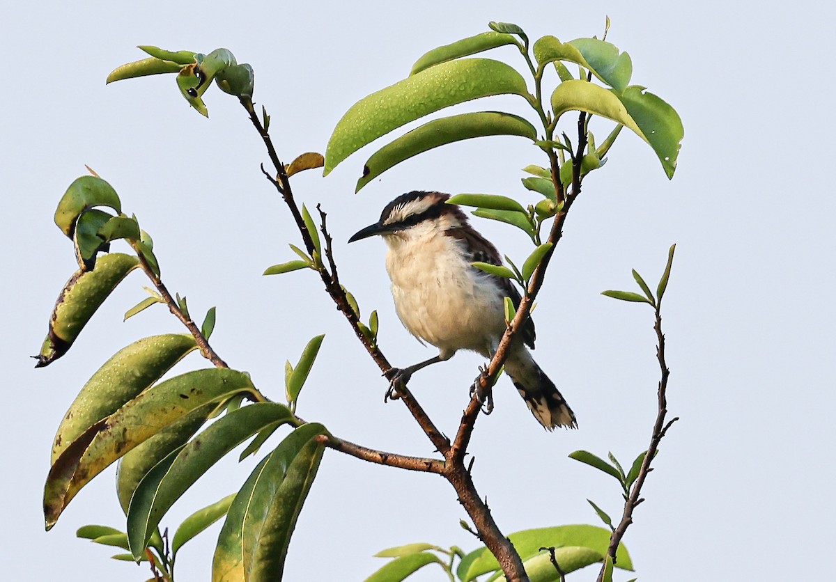 Rufous-backed Wren - ML645717176