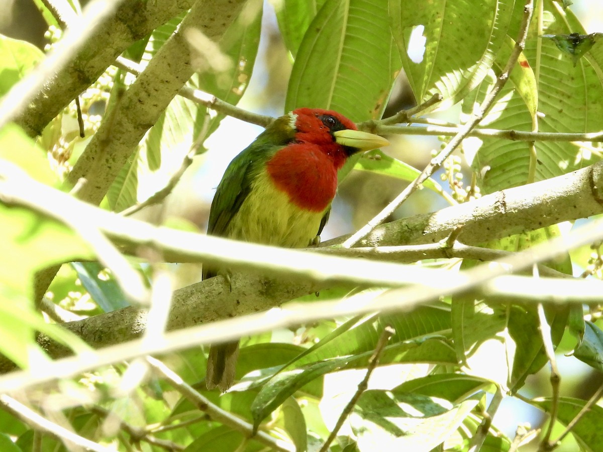 Cabezón Cabecirrojo - ML645717183