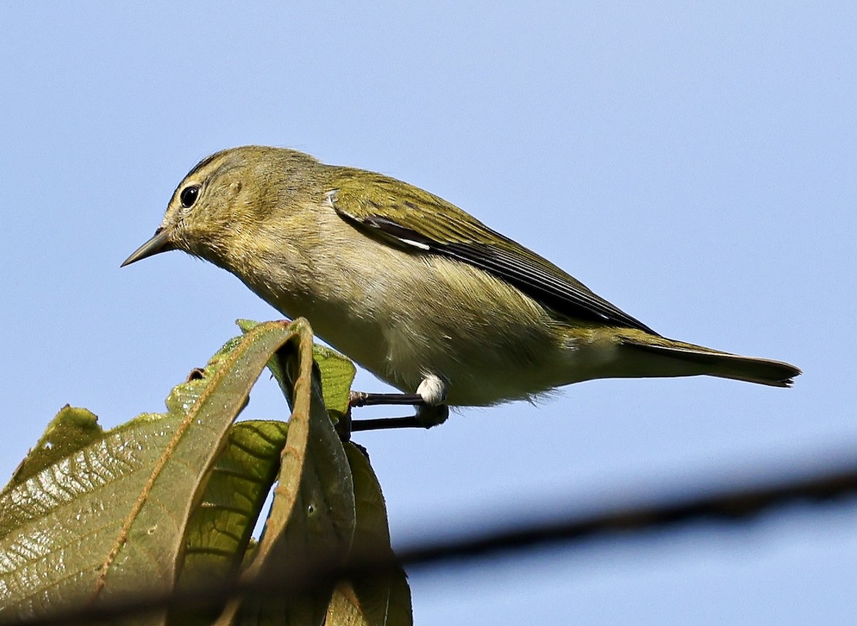 סבכון טנסי - ML645717184