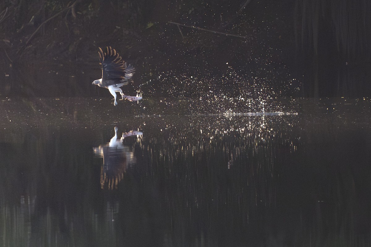 Малый рыболов - ML645717188