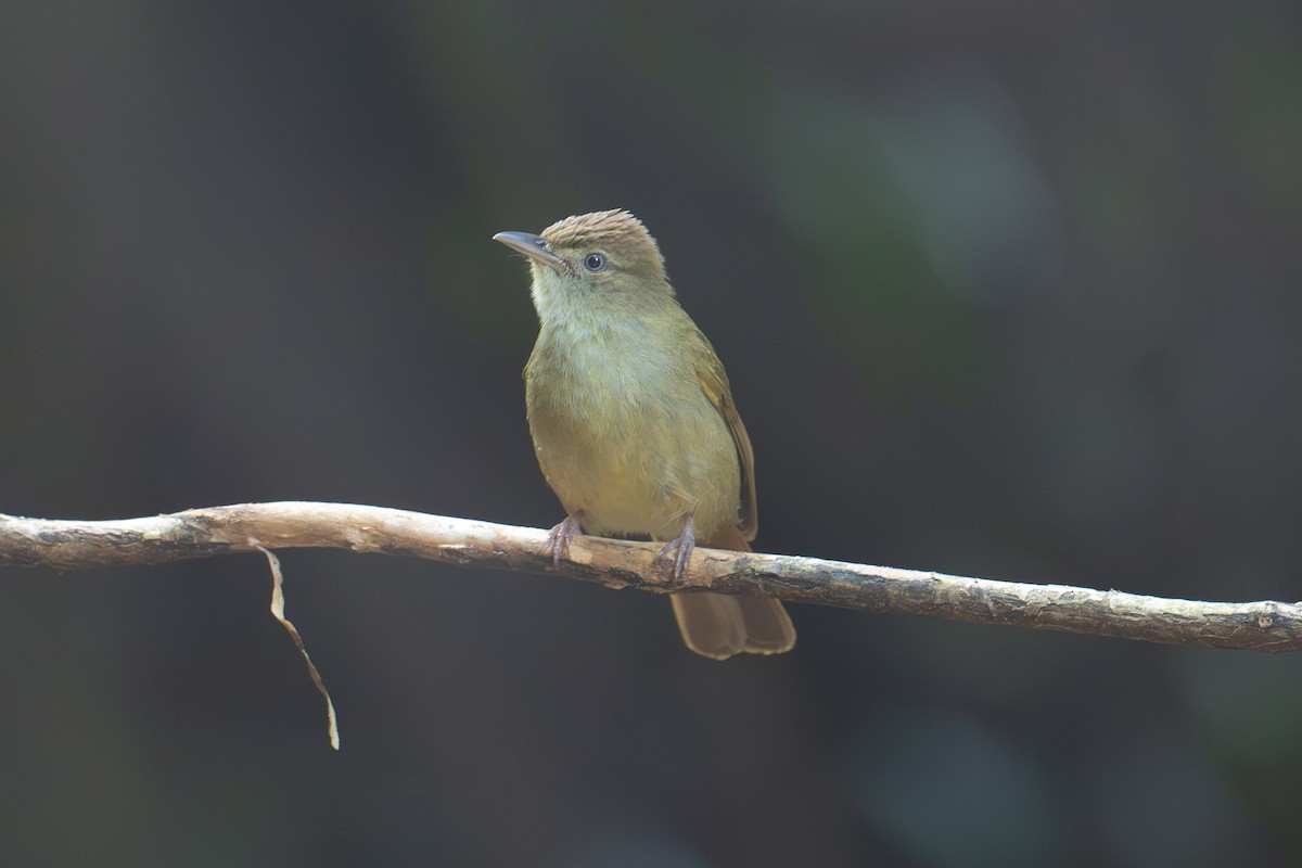 Olive Bulbul (Baker's) - ML645717195