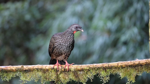 Андская пенелопа - ML645717197