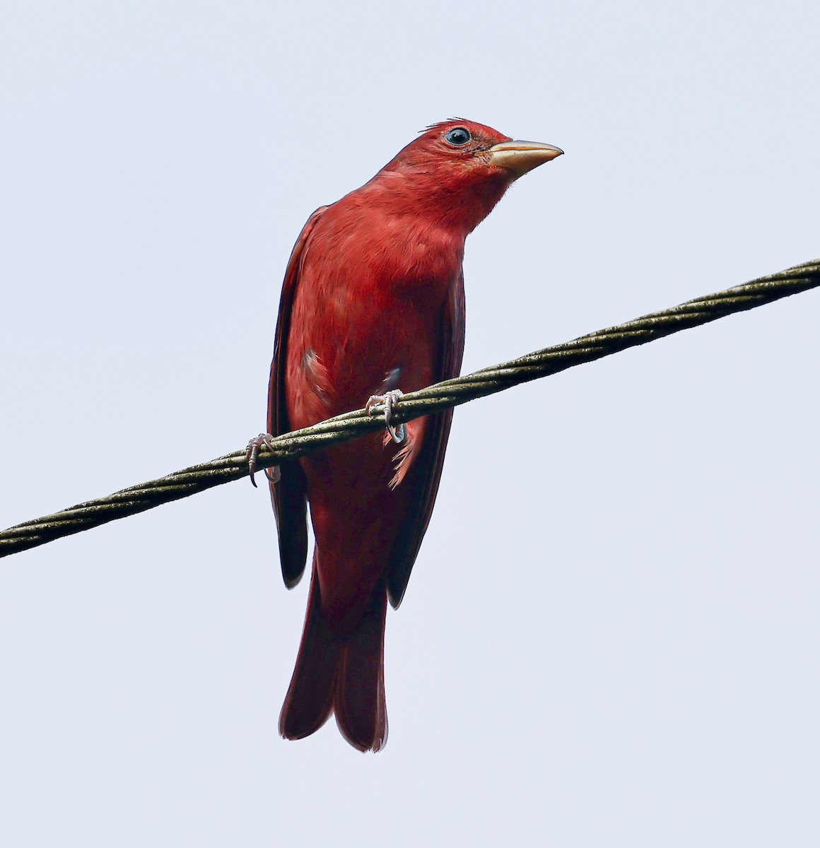 להבית אדומה - ML645717198