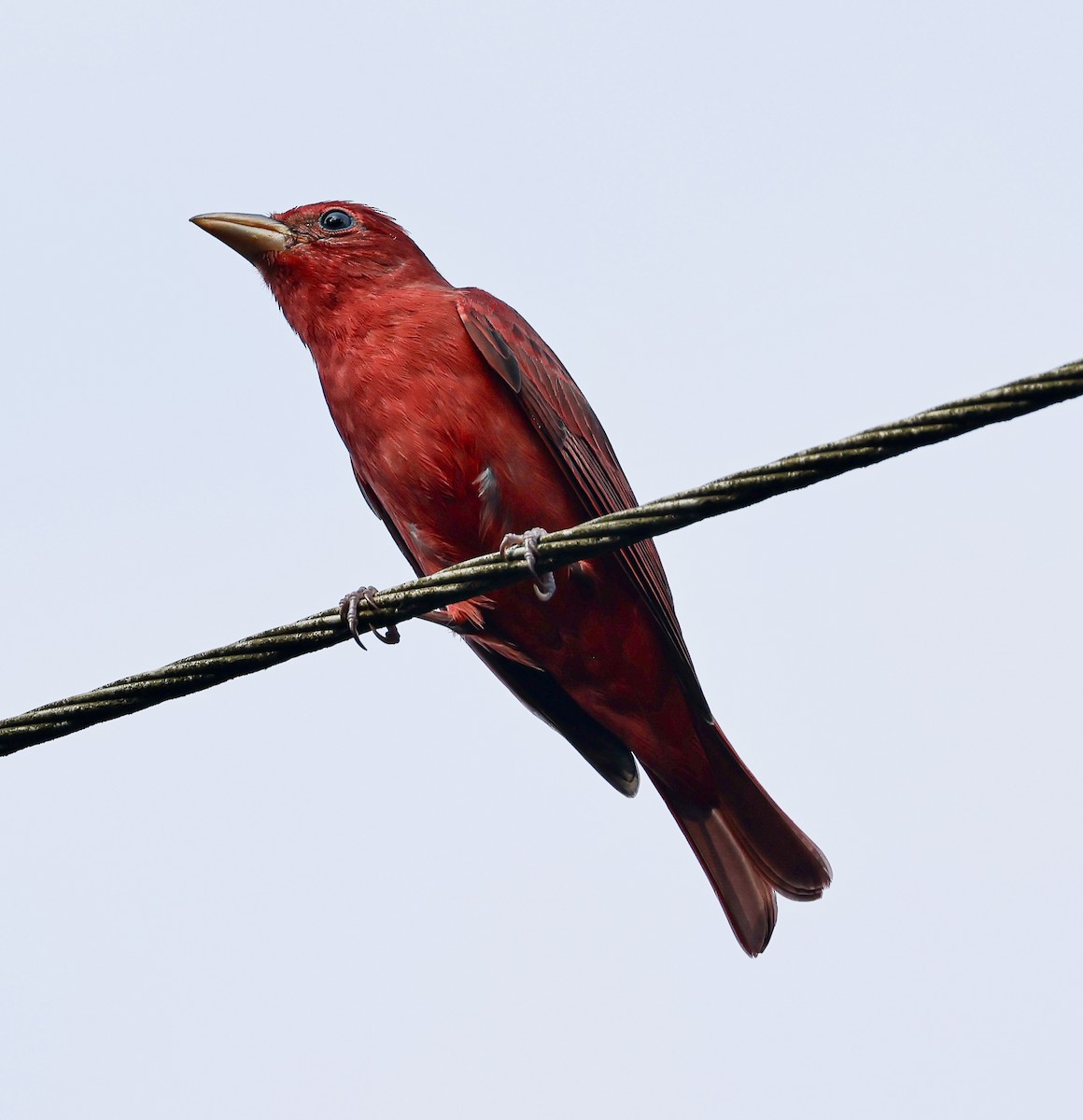 להבית אדומה - ML645717199