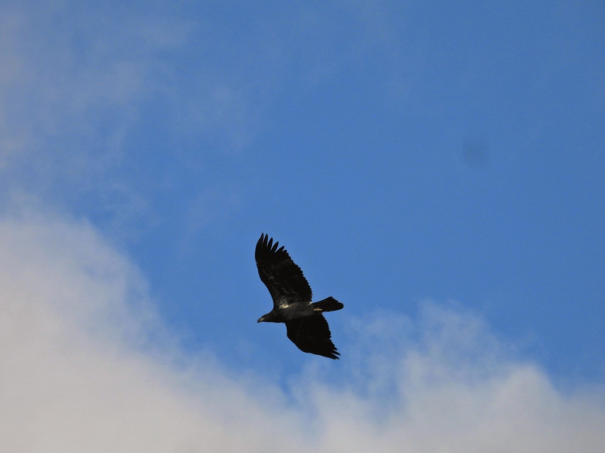 Белоголовый орлан - ML645717200