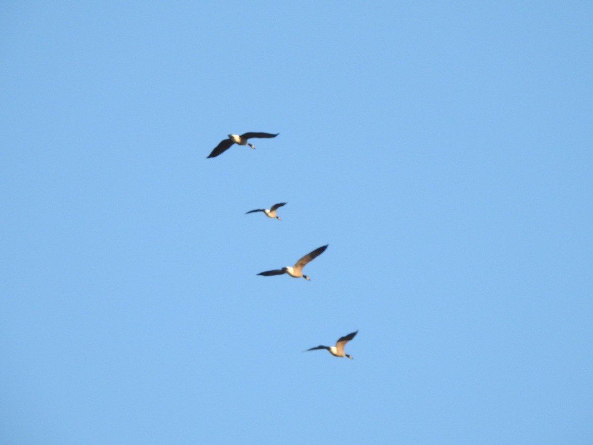 Cackling Goose - ML645717201