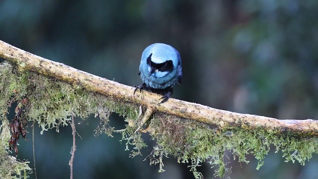 Бирюзовая сойка - ML645717205