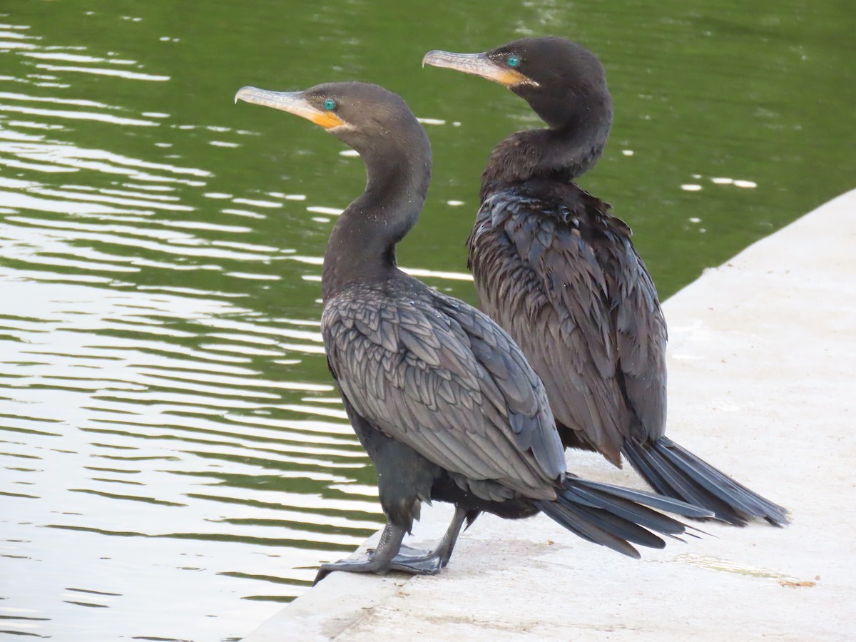 Неотропический баклан - ML645717206