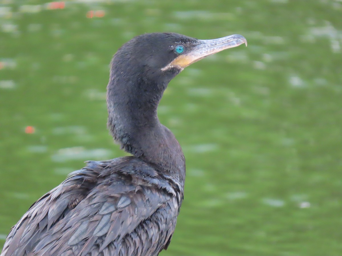 Неотропический баклан - ML645717207