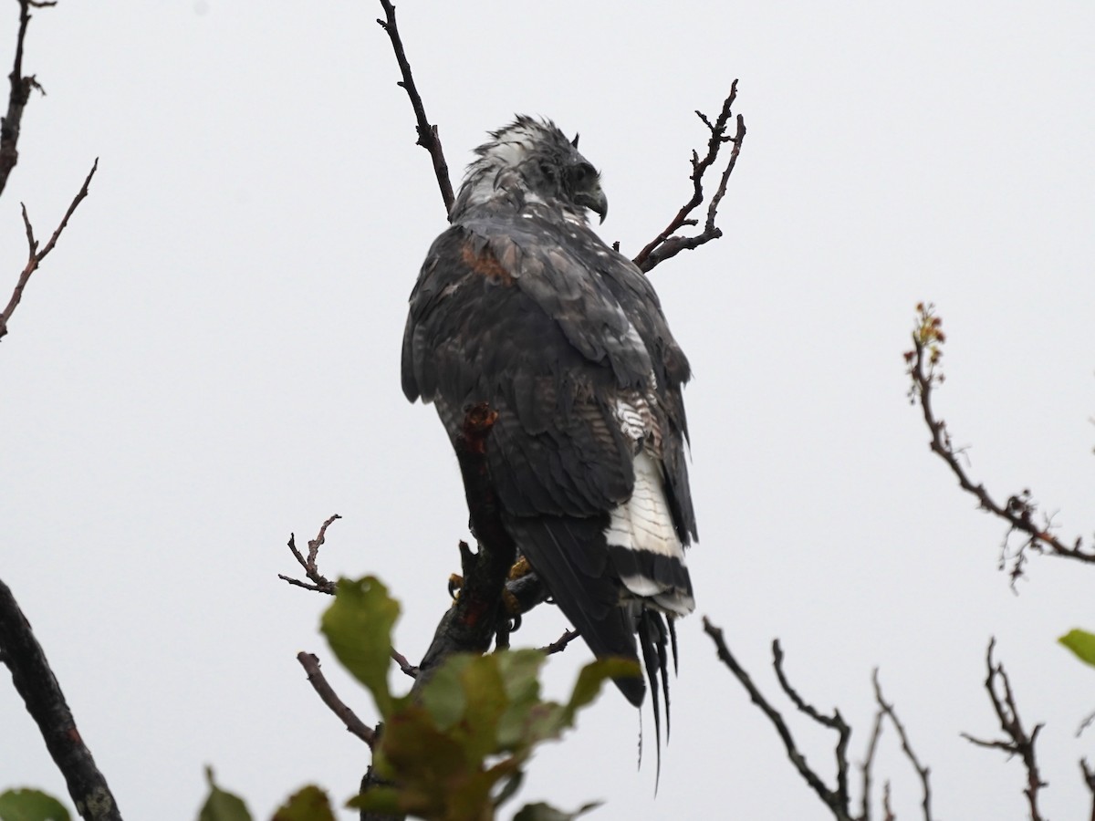 Белохвостая агуйя - ML645717208