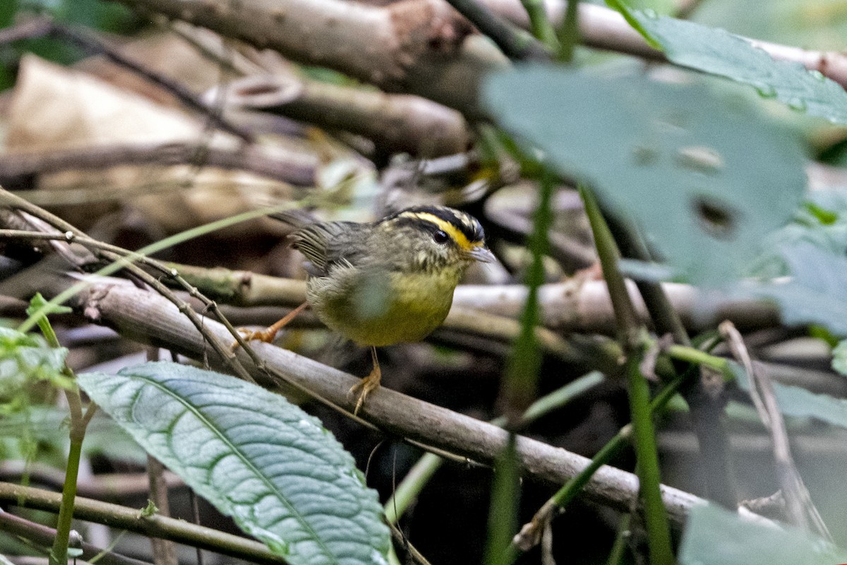 Желтобровая альциппа - ML645717209