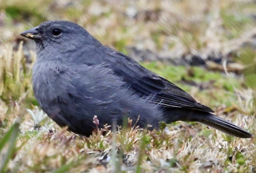 Свинцово-серый овсяночник - ML645717210