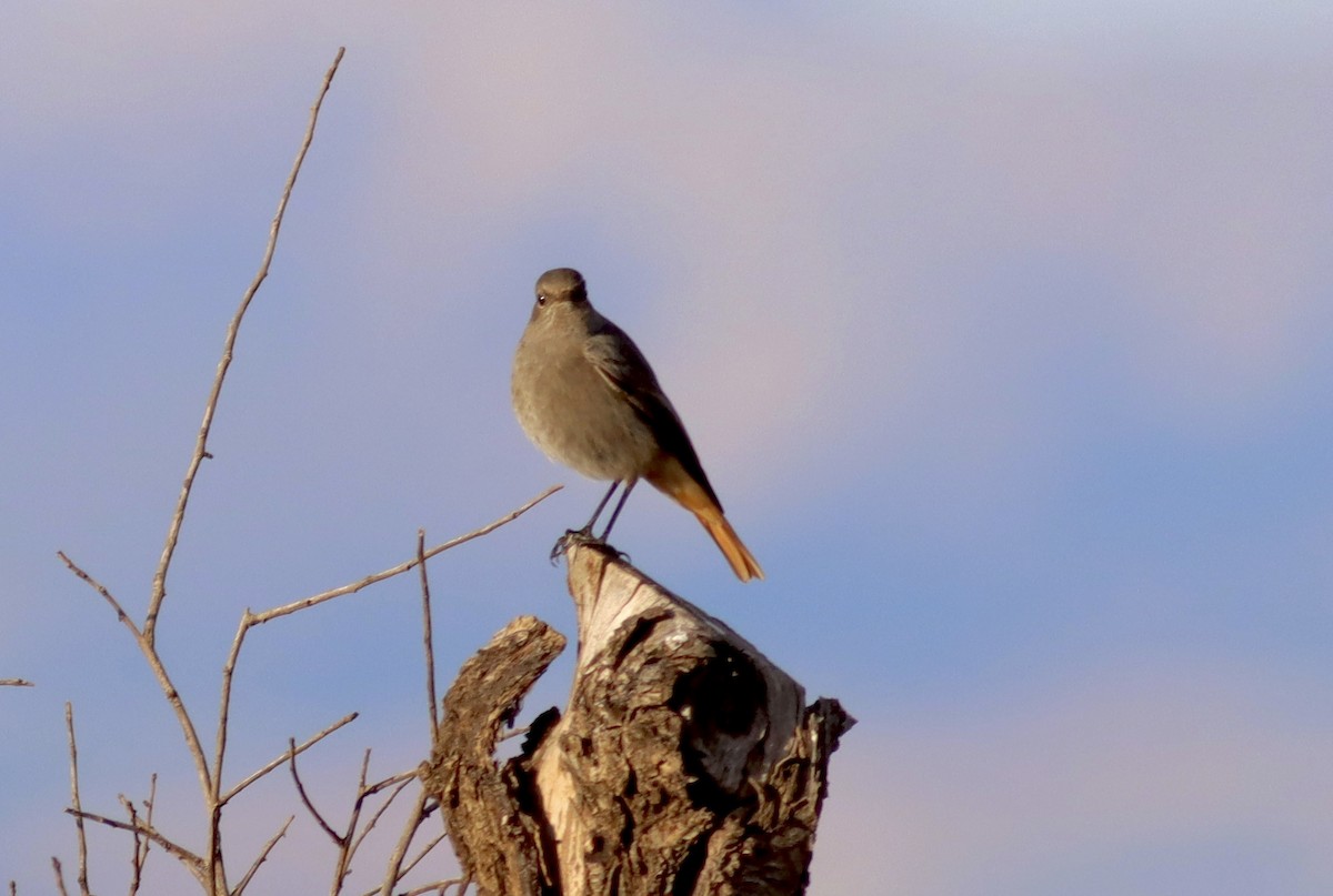 Черная горихвостка - ML645717211