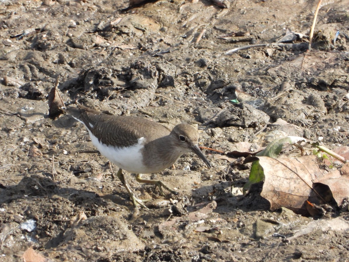 Перевозчик - ML645717212