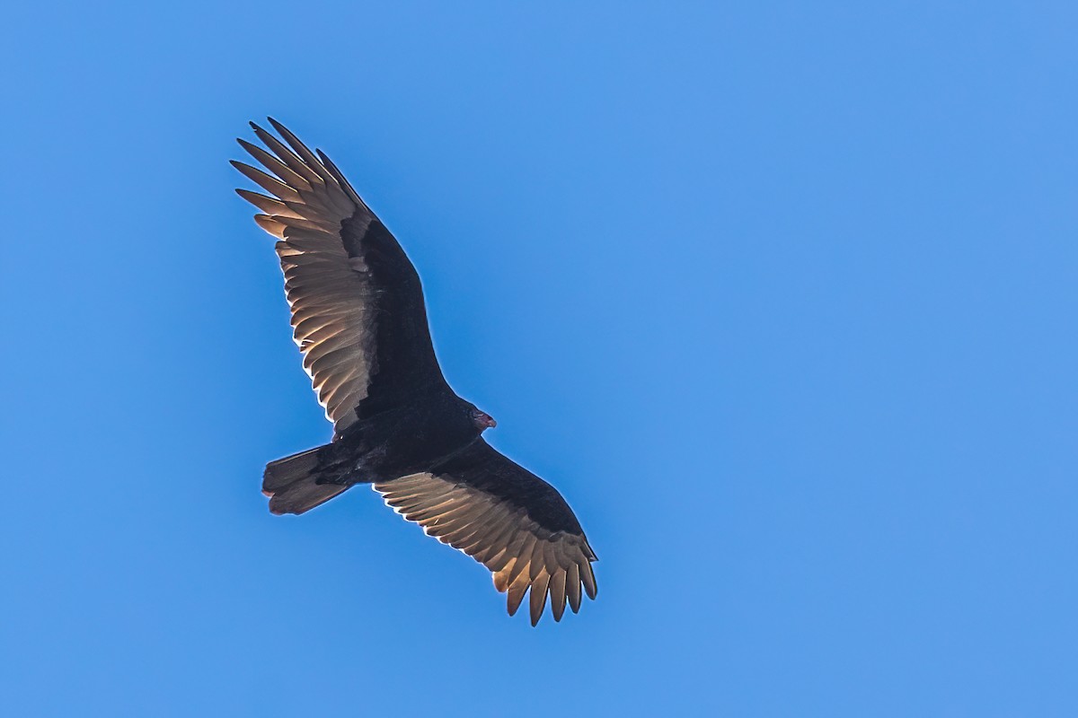 Катарта-индейка - ML645717213