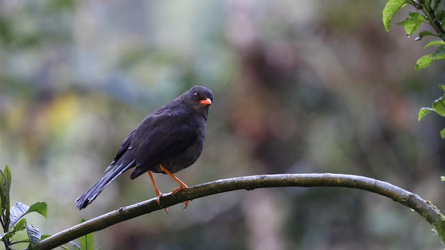 Большой дрозд - ML645717215