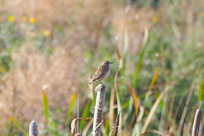 Луговой чекан - ML645717217