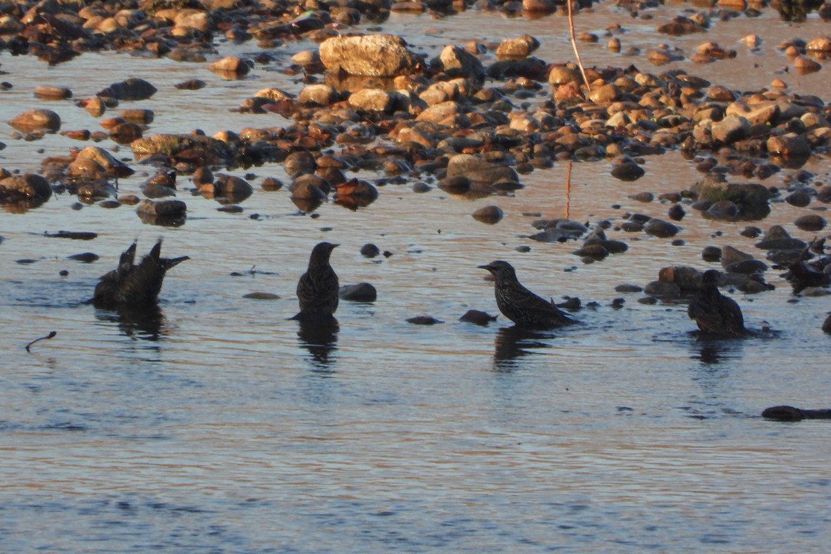 Обыкновенный скворец - ML645717220