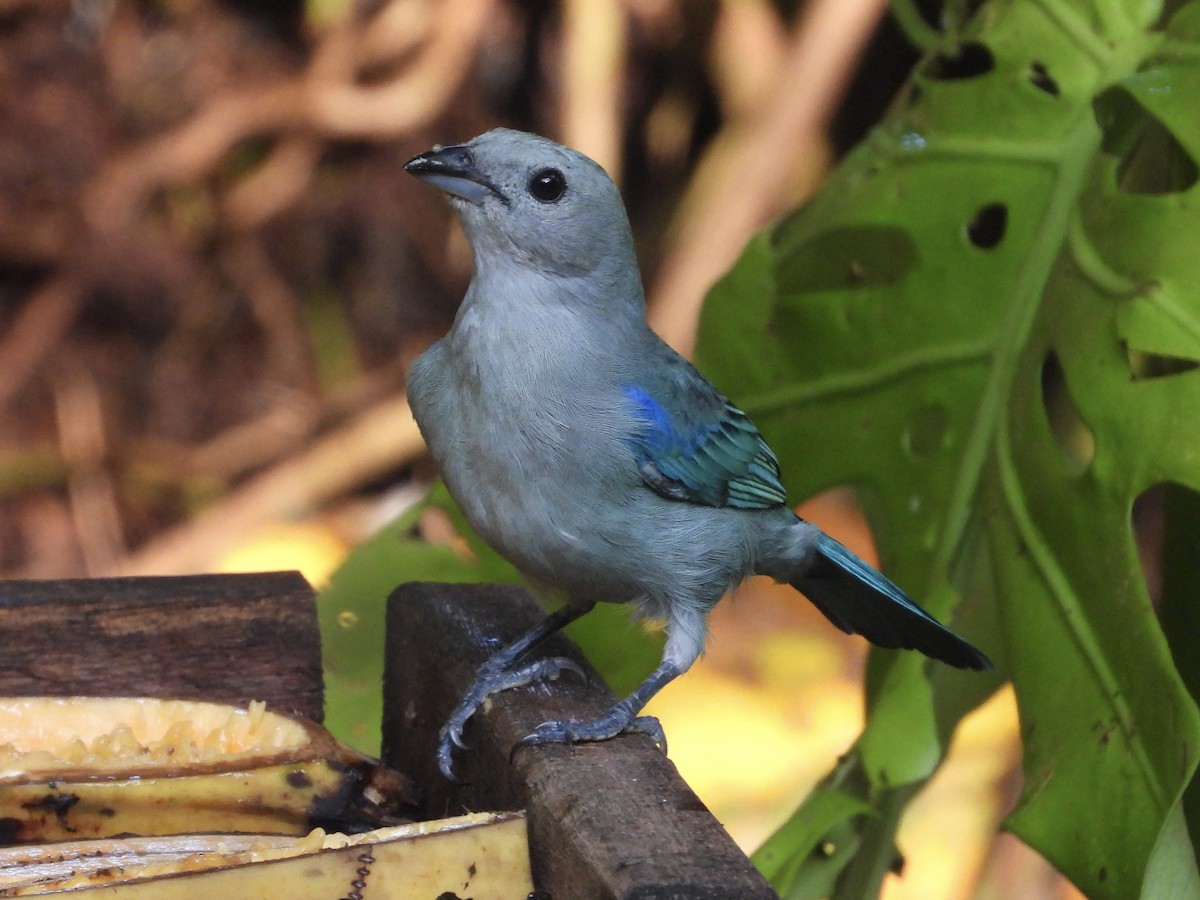 Сине-серая танагра - ML645717221