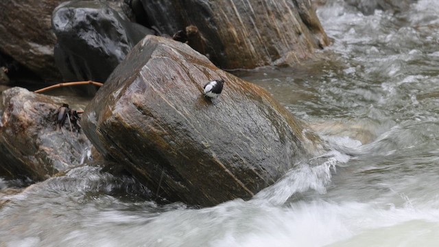 Белоголовая оляпка - ML645717223