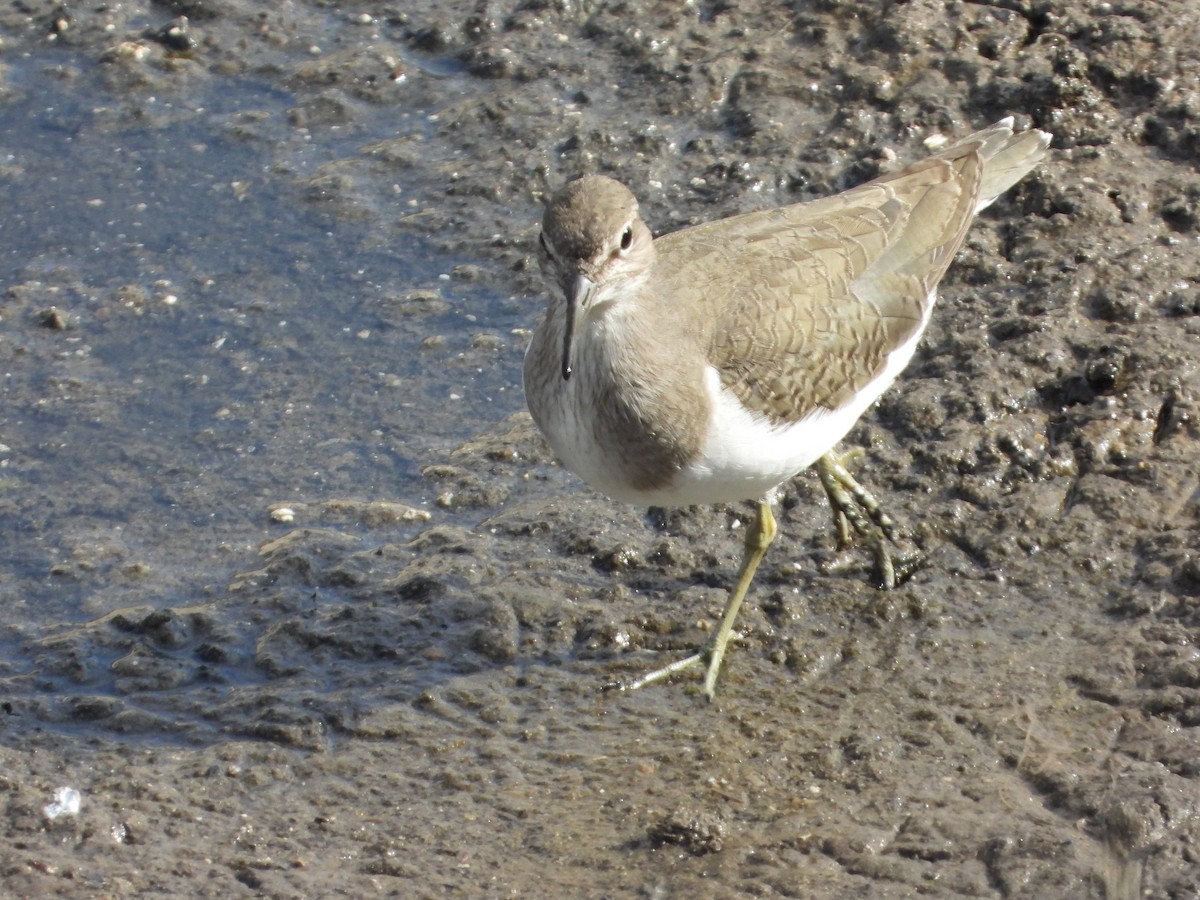 Перевозчик - ML645717224