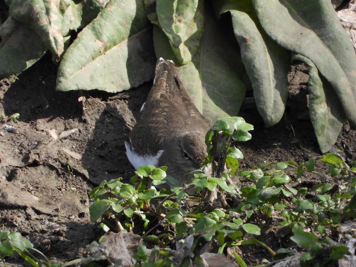 Перевозчик - ML645717225