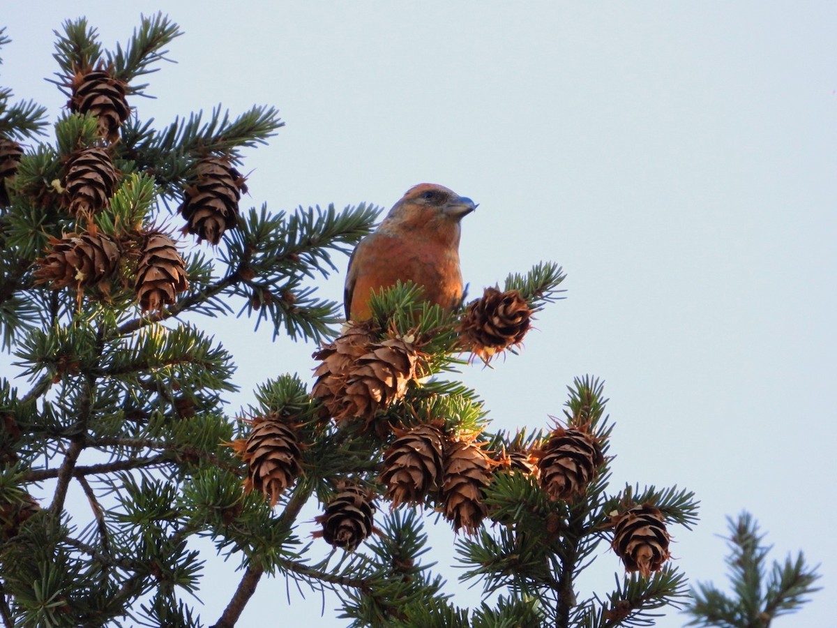 Клёст-еловик - ML645717227