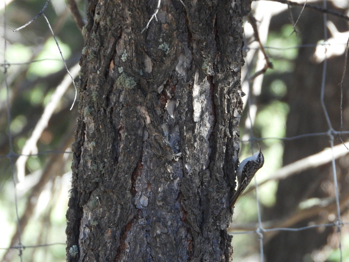 Американская пищуха - ML645717229