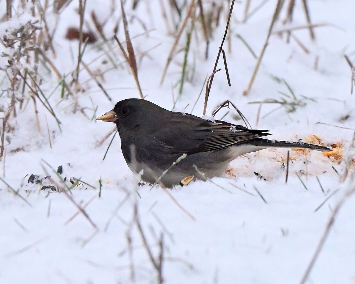 Серый юнко - ML645717230