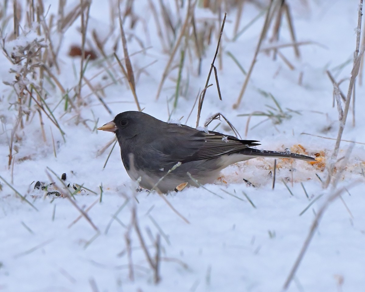 Серый юнко - ML645717231