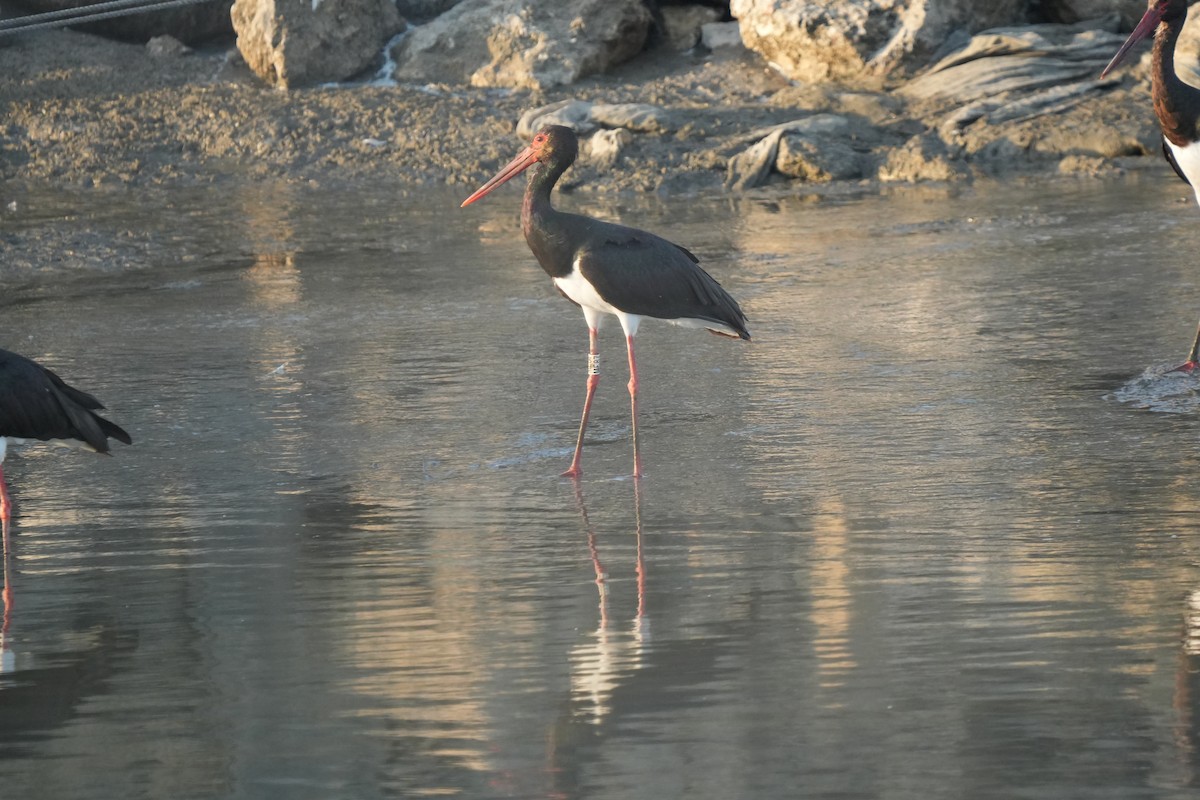 Чёрный аист - ML645717232