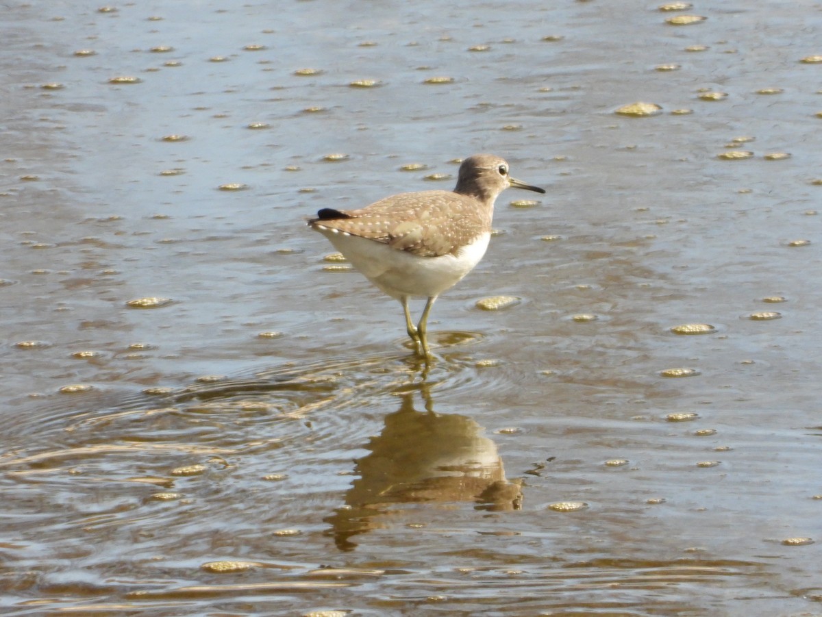 Черныш - ML645717233