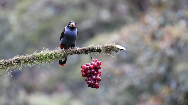 Голубой перцеяд - ML645717235