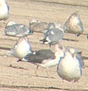 Клуша - ML645717236