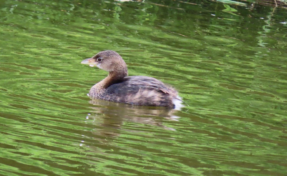 Пестроклювая поганка - ML645717239