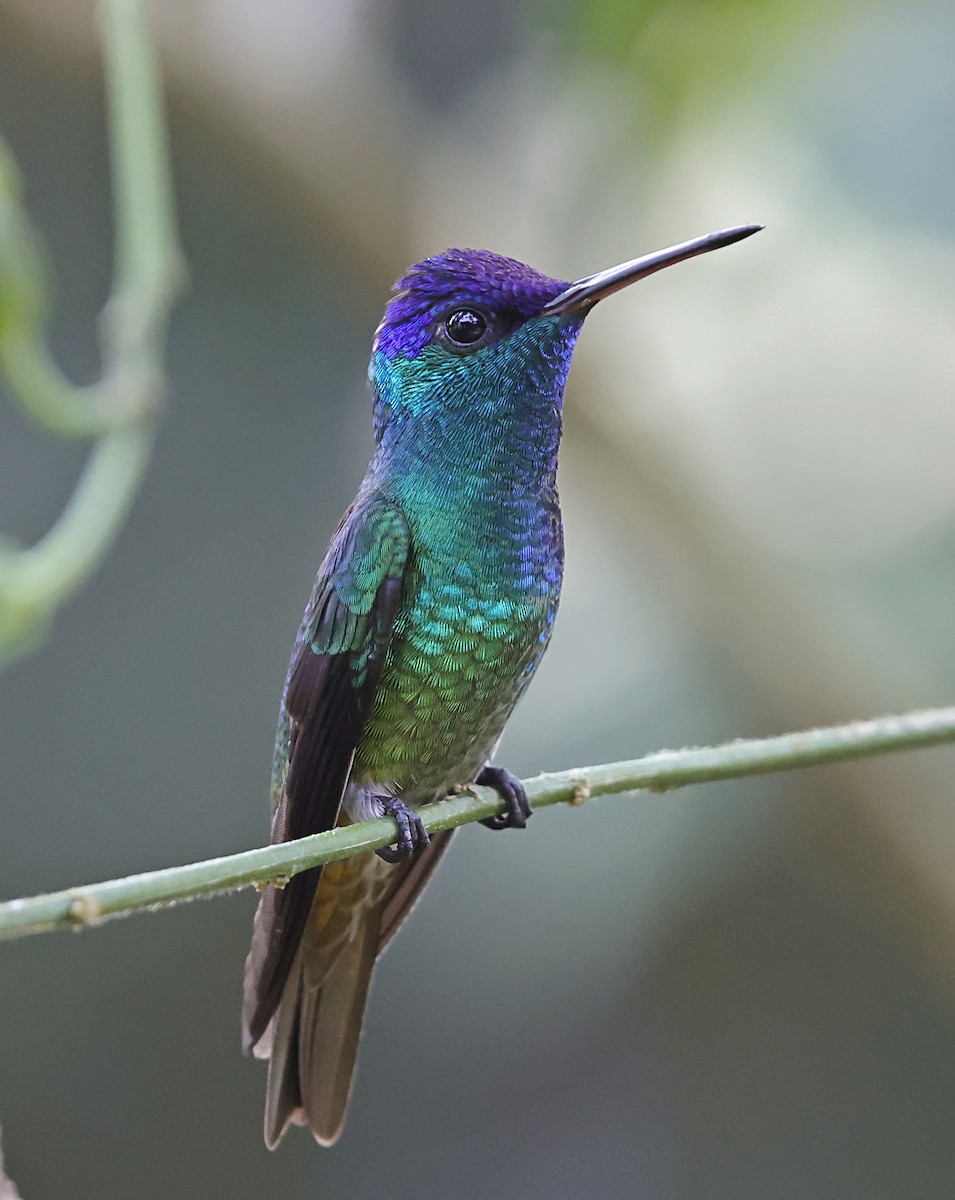 kolibřík zlatochvostý - ML645717243