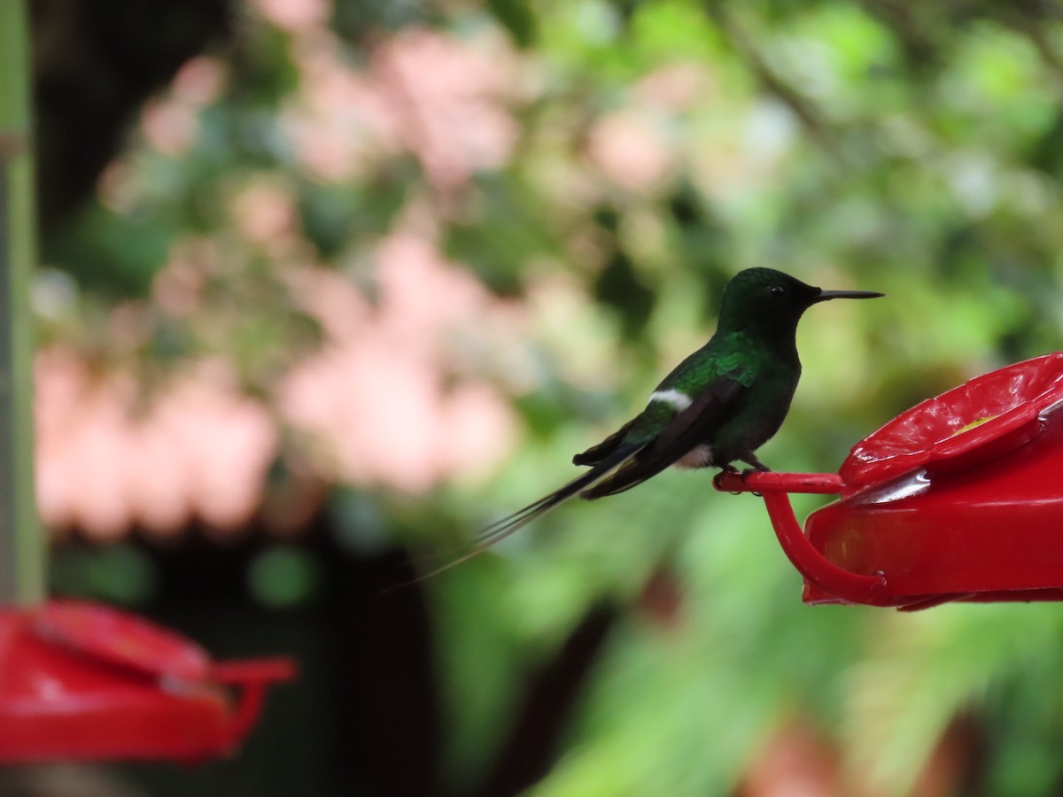 Green Thorntail - ML645717244