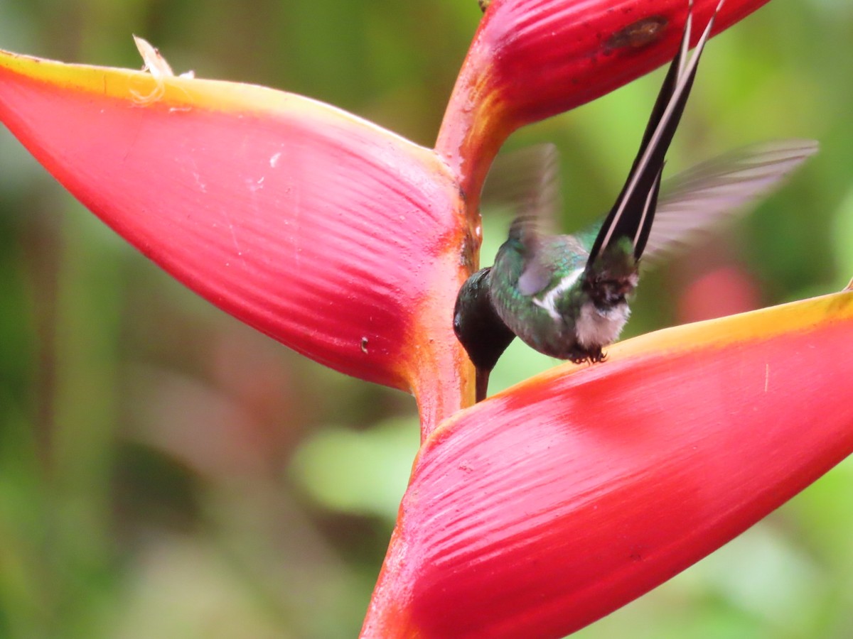 Green Thorntail - ML645717245