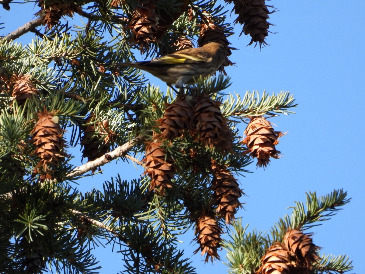 Pine Siskin - ML645717246