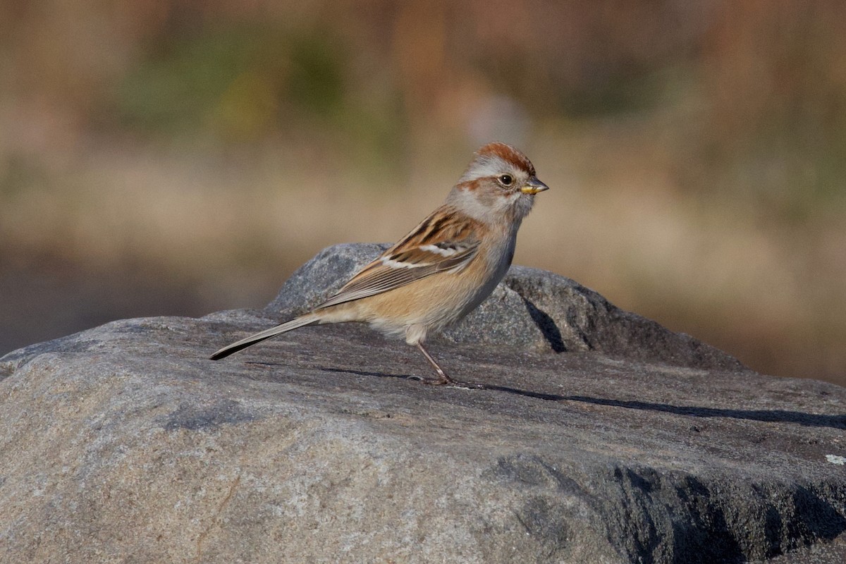 American Tree Sparrow - ML645717254