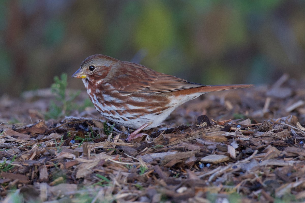 Fox Sparrow - ML645717258