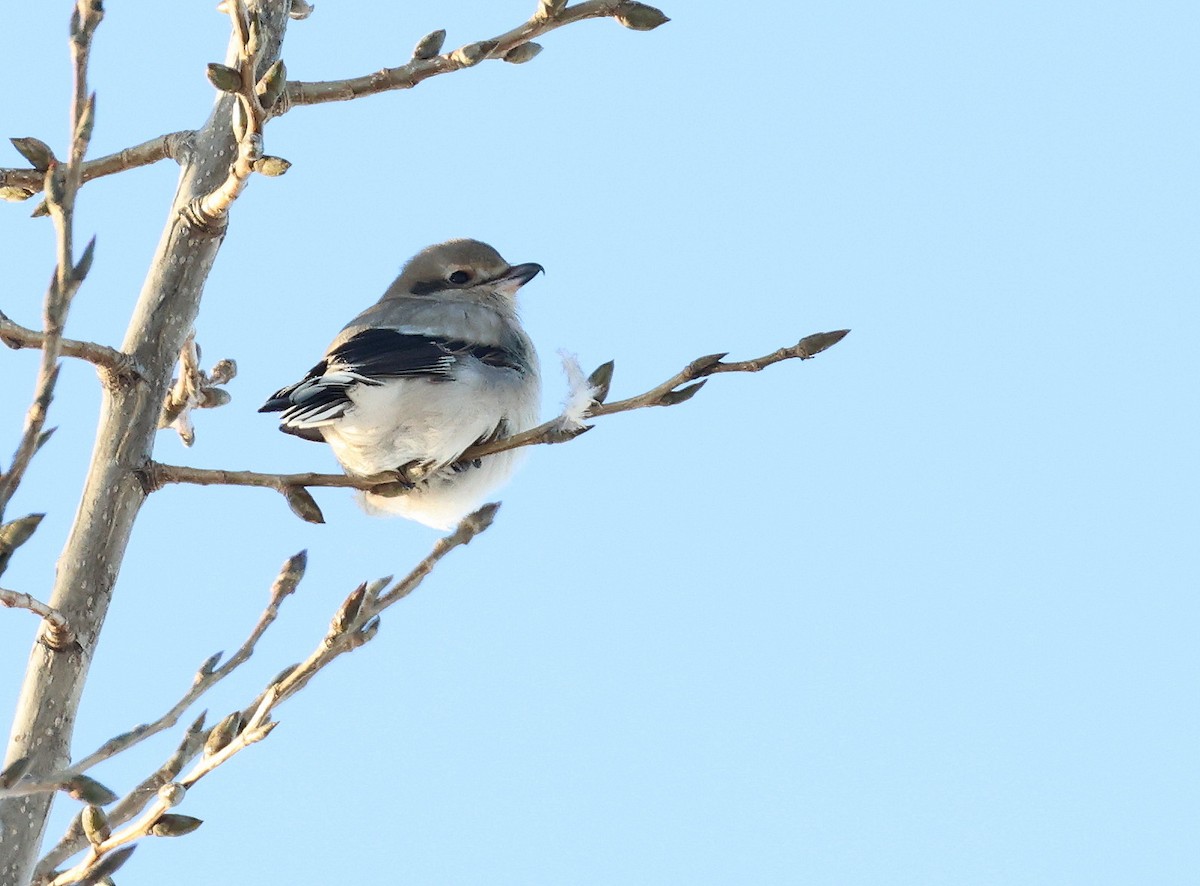 Northern Shrike - ML645717264