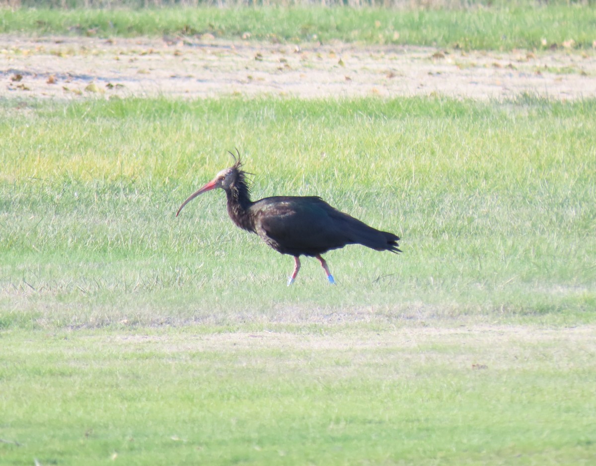 Northern Bald Ibis - ML645717271