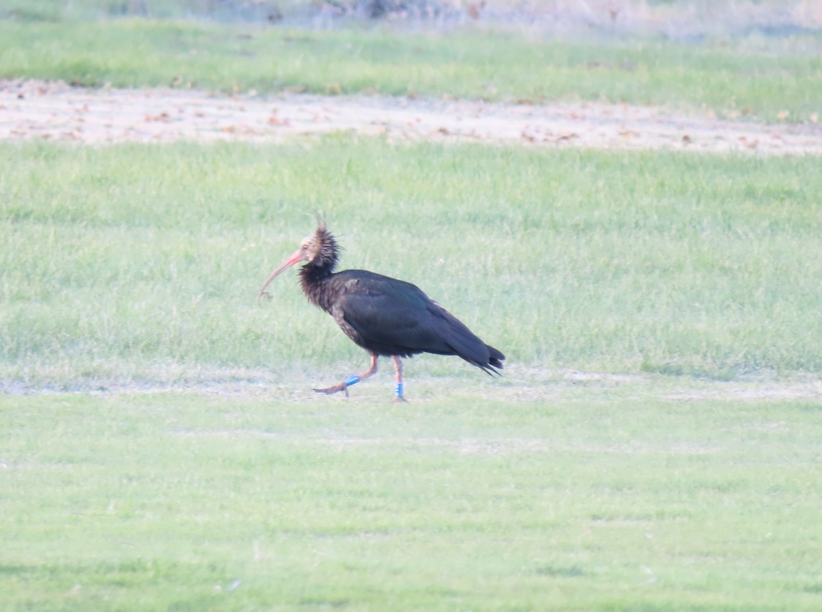 Northern Bald Ibis - ML645717272