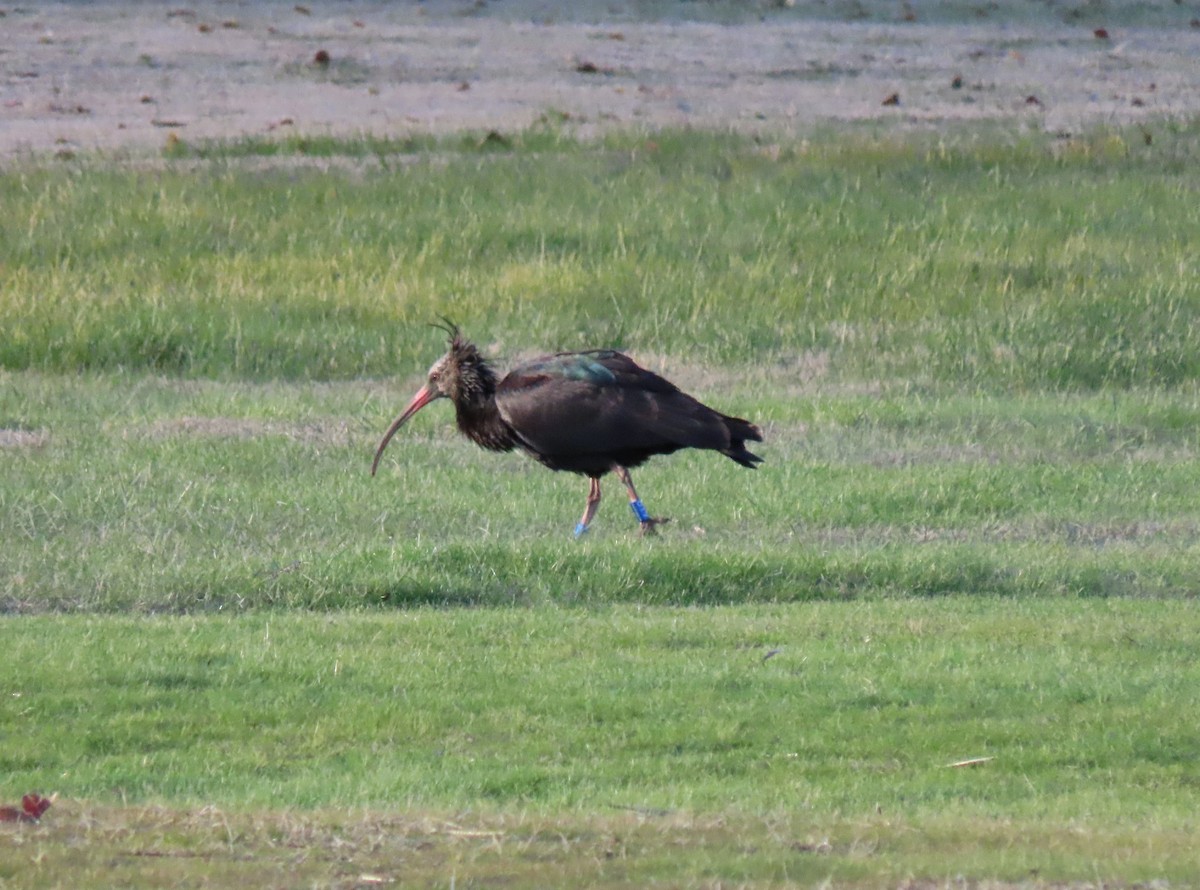 Northern Bald Ibis - ML645717273