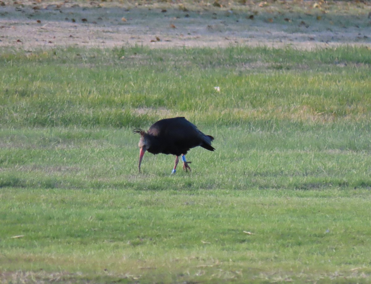 Northern Bald Ibis - ML645717274