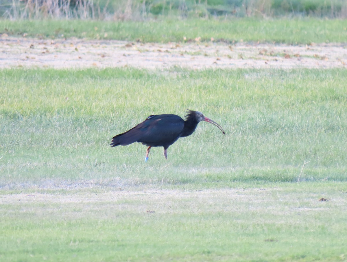 Northern Bald Ibis - ML645717275