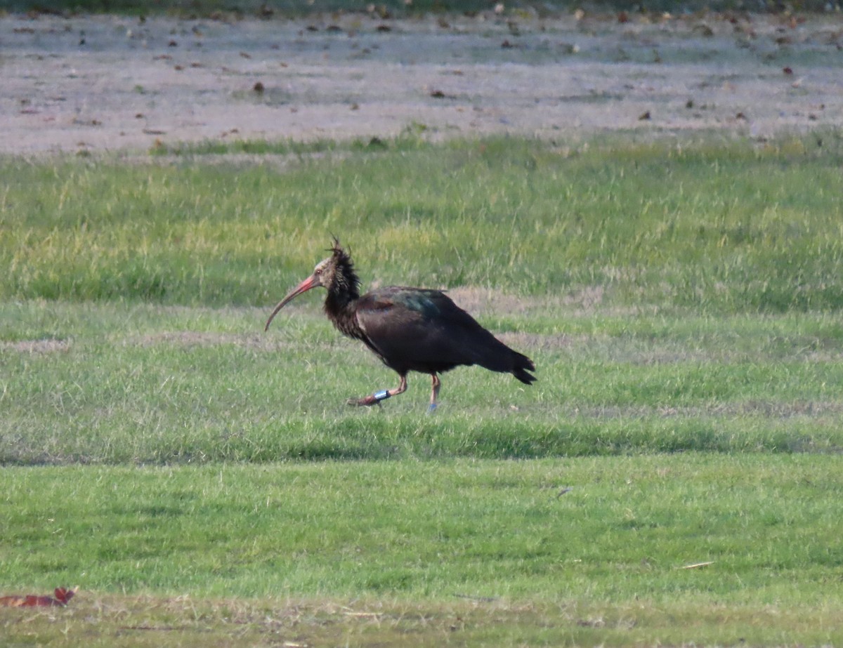 Northern Bald Ibis - ML645717276