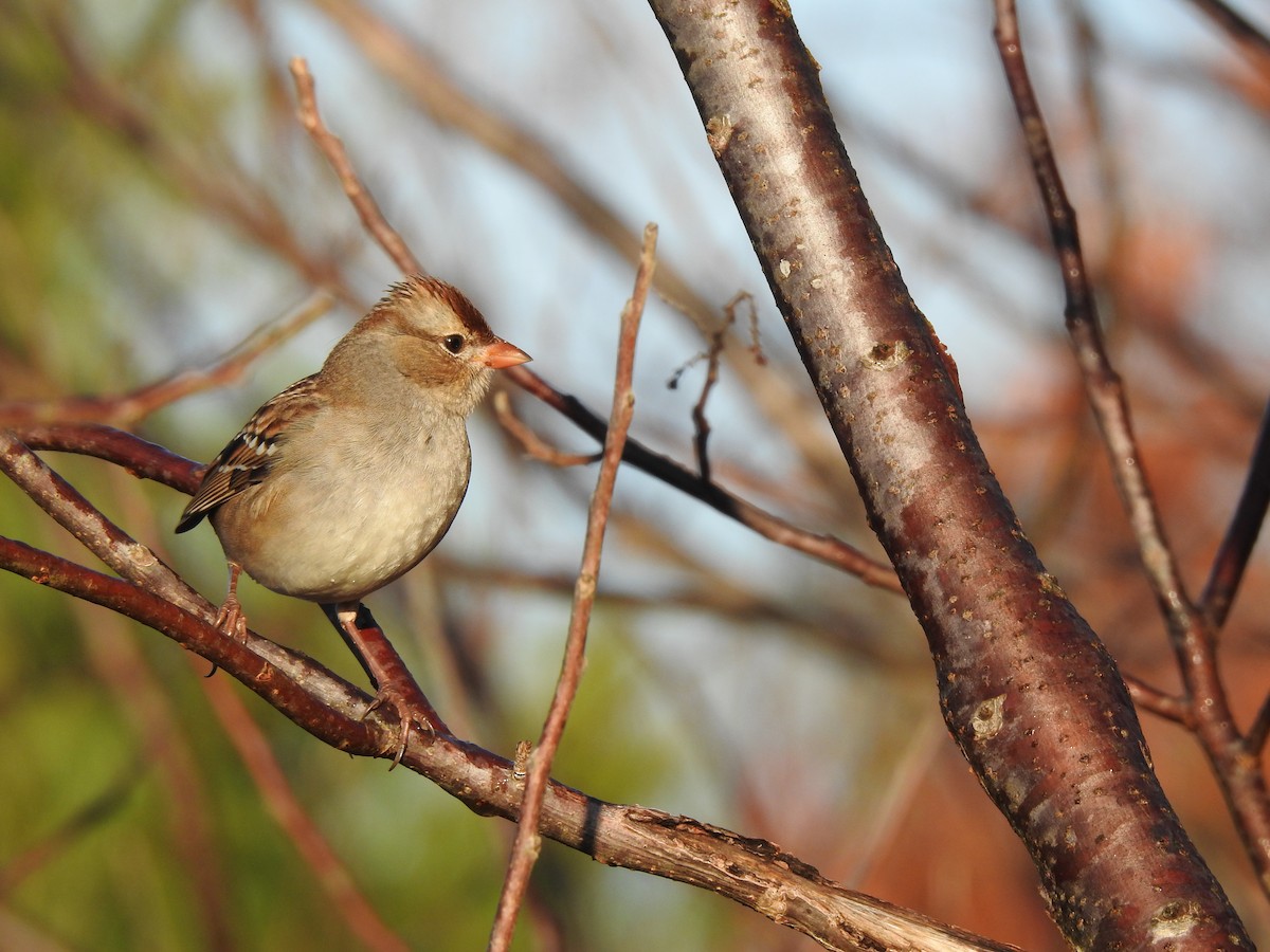 White-crowned Sparrow - ML645717280